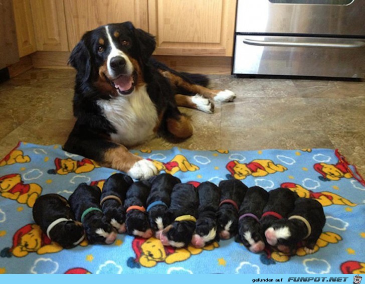 Niedliche Welpen mit ihrer Mama!