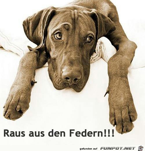 raus aus den federn raus aus den federn