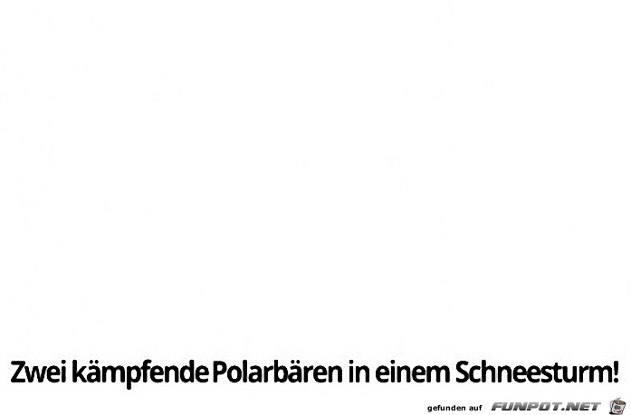 Zwei kämpfende Polarbären... Zwei kämpfende Polarbären...