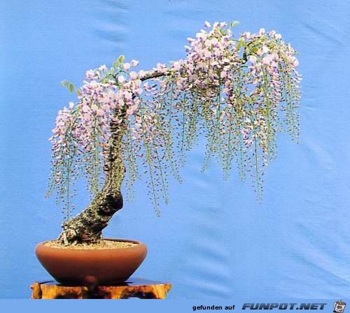 Blhende Bonsai-Bume...