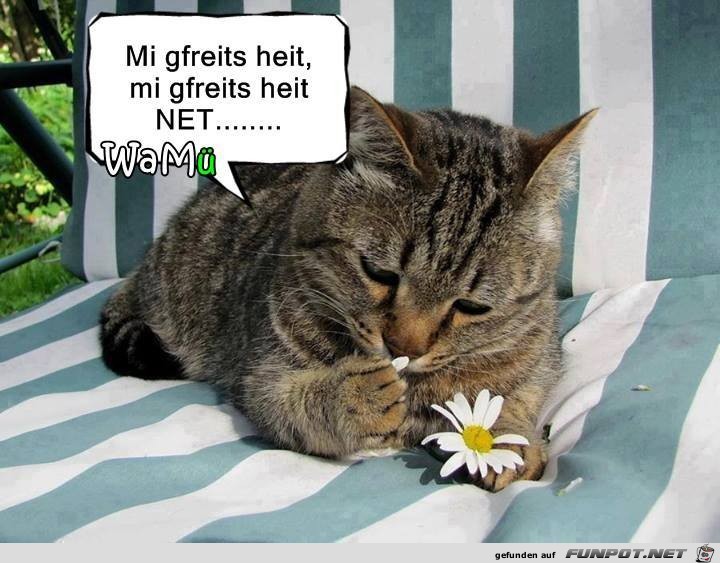 Mich freuts mich freuts heut nicht Mich freuts mich freuts heut nicht