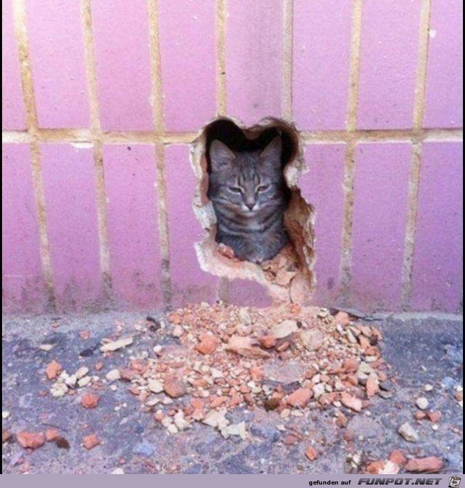 Supercat Supercat