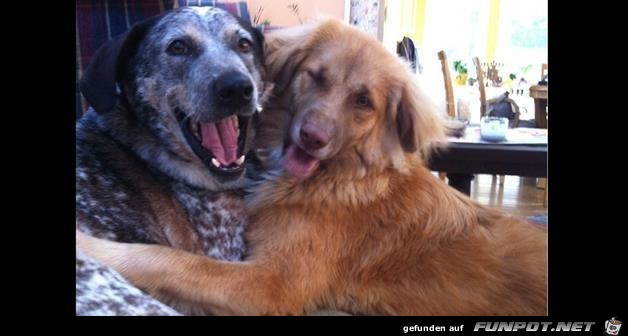 Difference Between Dogs and Cats 11 Difference Between Dogs and Cats 11