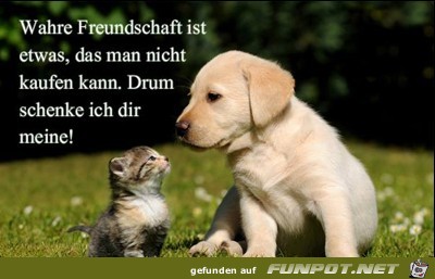 wahre-Freundschaft