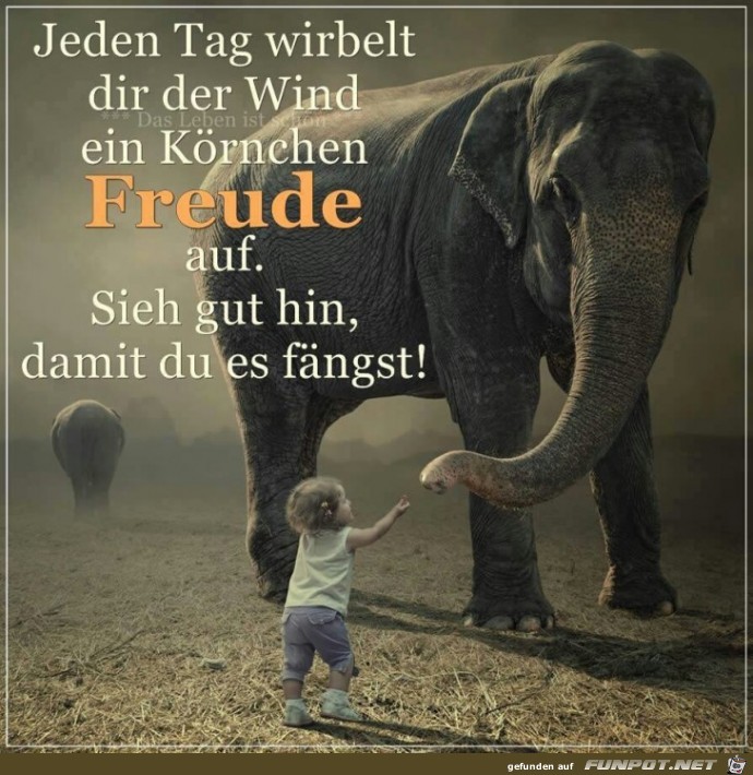 Freude Freude