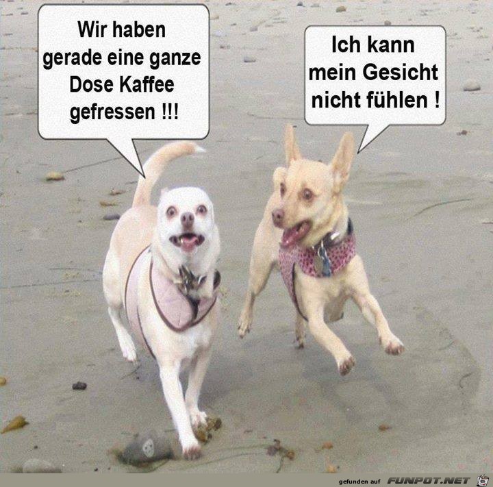 Hunde Hunde