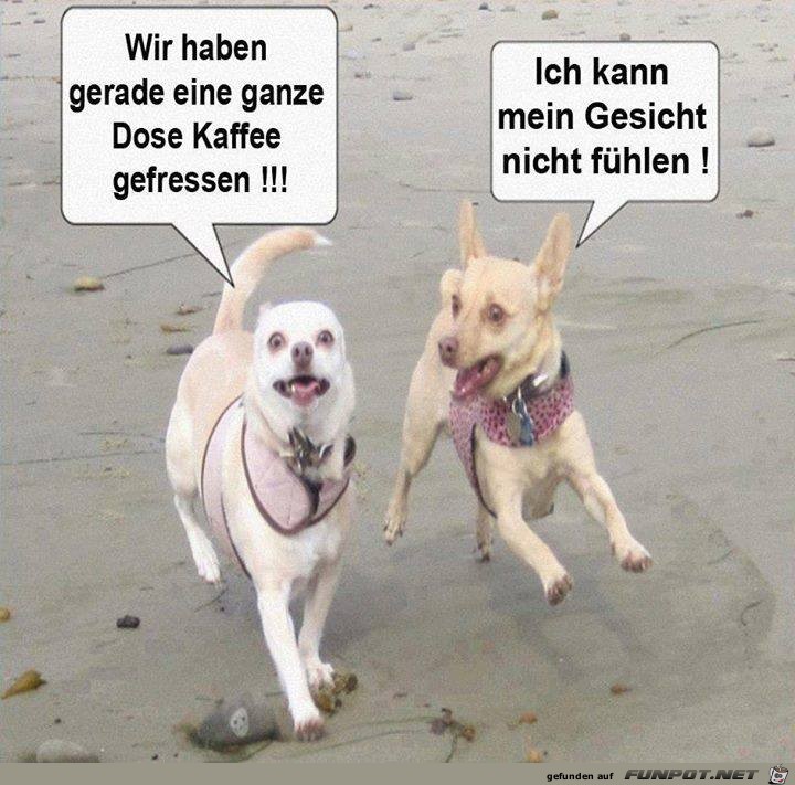 Hunde