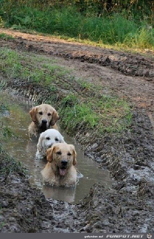 Hunde sind die besten Leute!