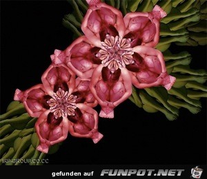 image002 image002