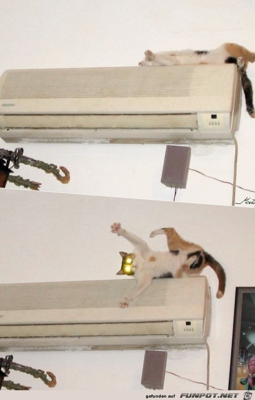 eine Katze erschrickt sich eine Katze erschrickt sich