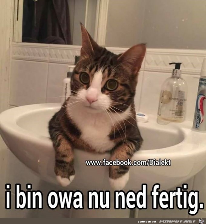 nu ned nu ned