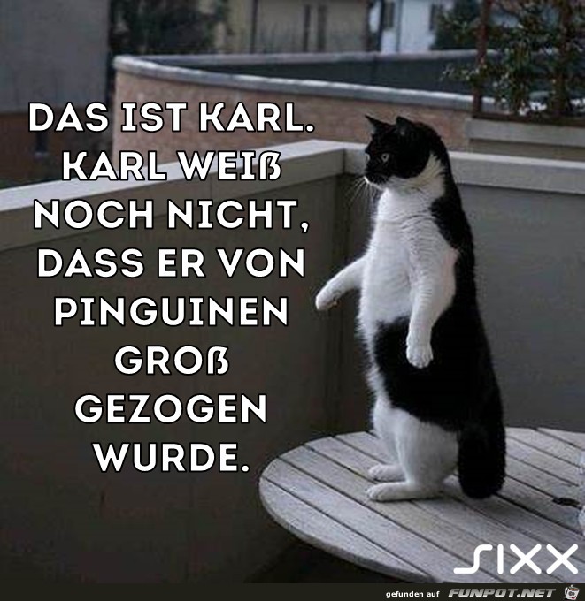 Karl Karl