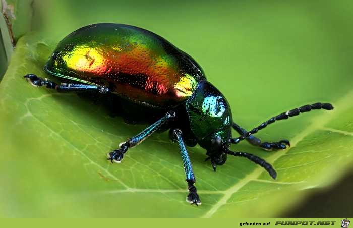 Besonders farbenpraechtige Tiere 7 Besonders farbenpraechtige Tiere 7