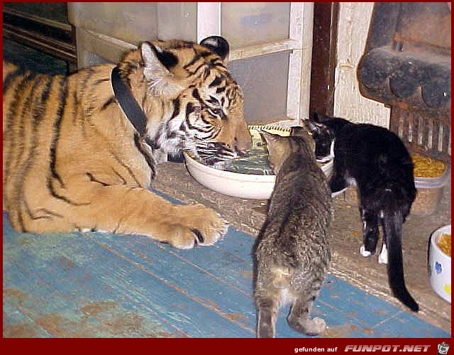 Catstogether Catstogether