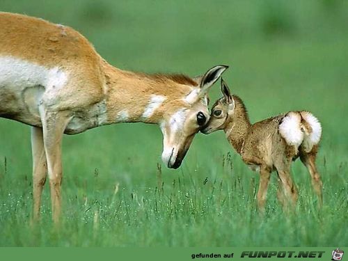 image0088 image0088