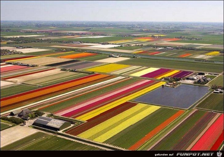 9 Millionen Tulpenzwiebeln!