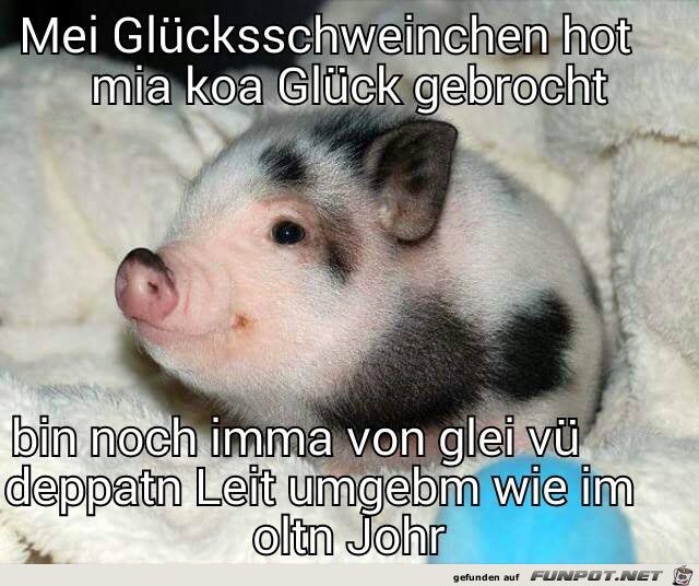 Mein Gluecksschweinchen