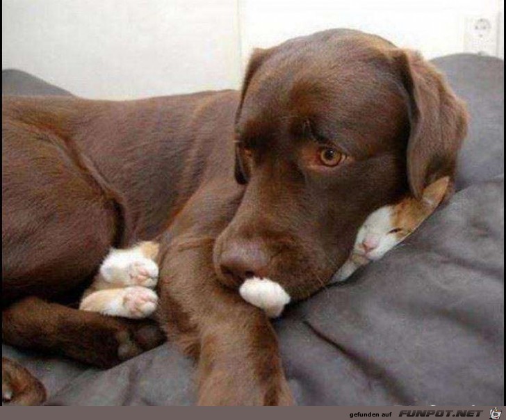 Nein ich hab keine Katze gesehen Nein ich hab keine Katze gesehen