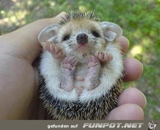 FW: Baby Porcupine...adorable!