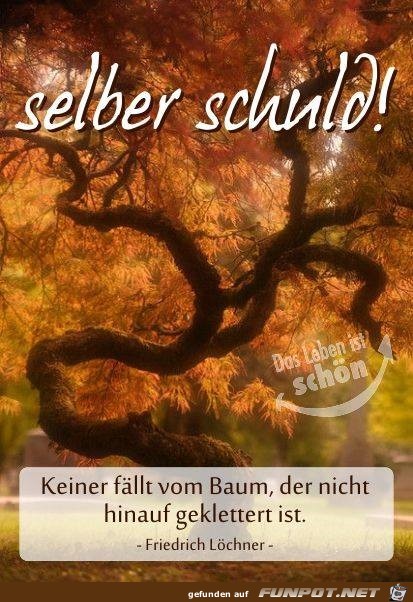 selber schuld