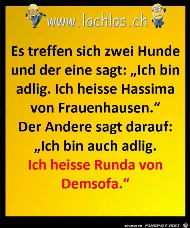 zwei Hunde zwei Hunde
