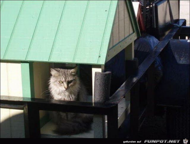 Mann baut Zufluchtsort fr Obdachlose Katzen