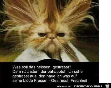 was soll das heissen gestresst was soll das heissen gestresst