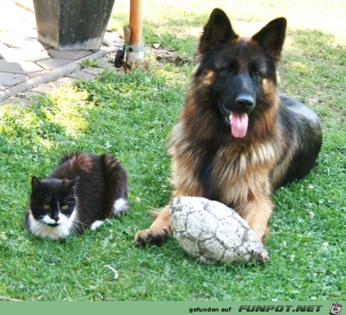 001 Hund und Katz 001 Hund und Katz