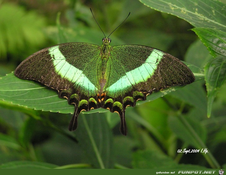Schmetterling Schmetterling