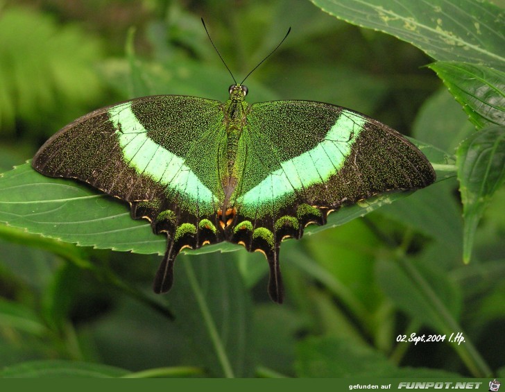 Schmetterling