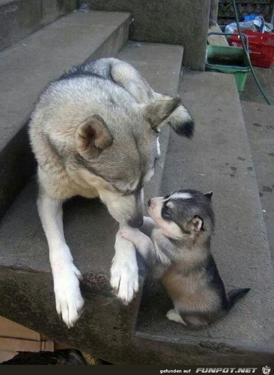hey Papa, komm mit mir spielen hey Papa, komm mit mir spielen