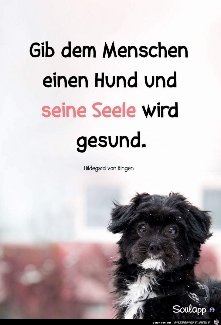 gib dem Menschen einen hund