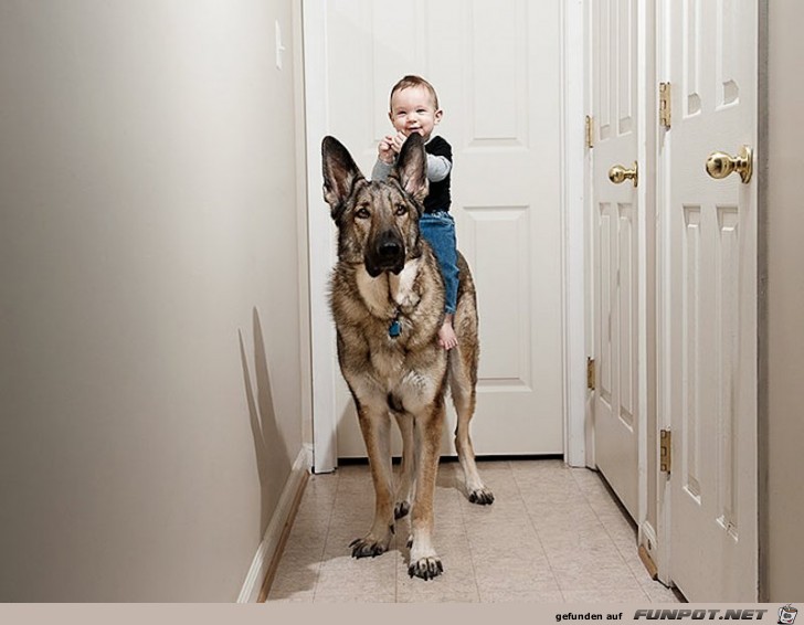 nette Bilder von Familienhunden!