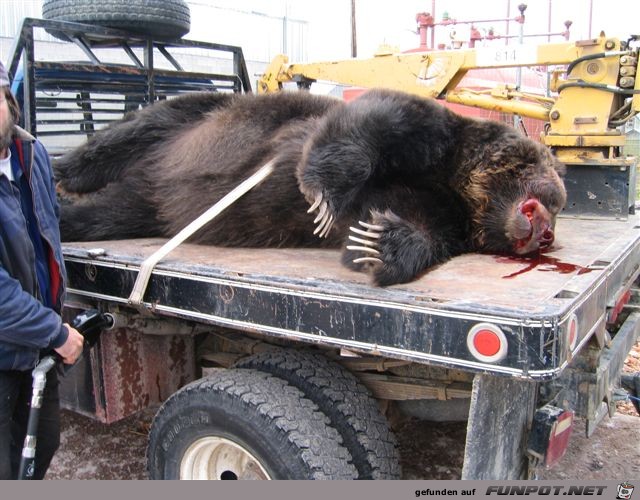 HUGE GRIZZLY BEAR KILLED BY MOTORCYCLE‏