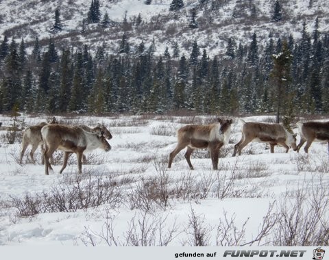 Herd of cariboo and alaska pipeline in April 2013