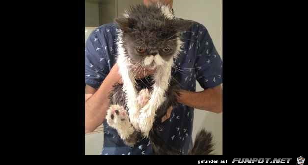 Difference Between Dogs and Cats 18 Difference Between Dogs and Cats 18