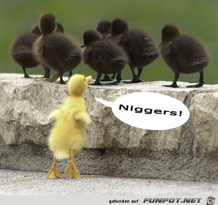 niggers niggers