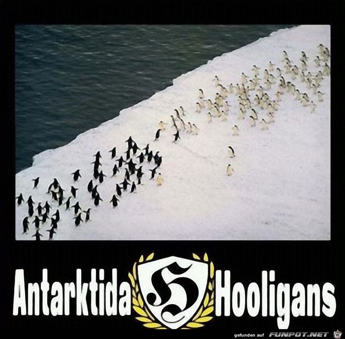Hooligans Hooligans