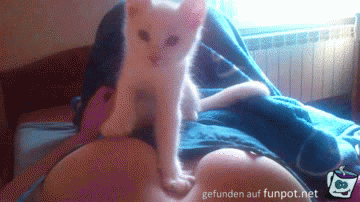 Kitten Kitten