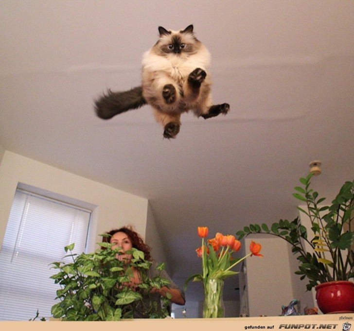 Super Katzen-Bilder - im richtigen Moment abgedrueckt 8