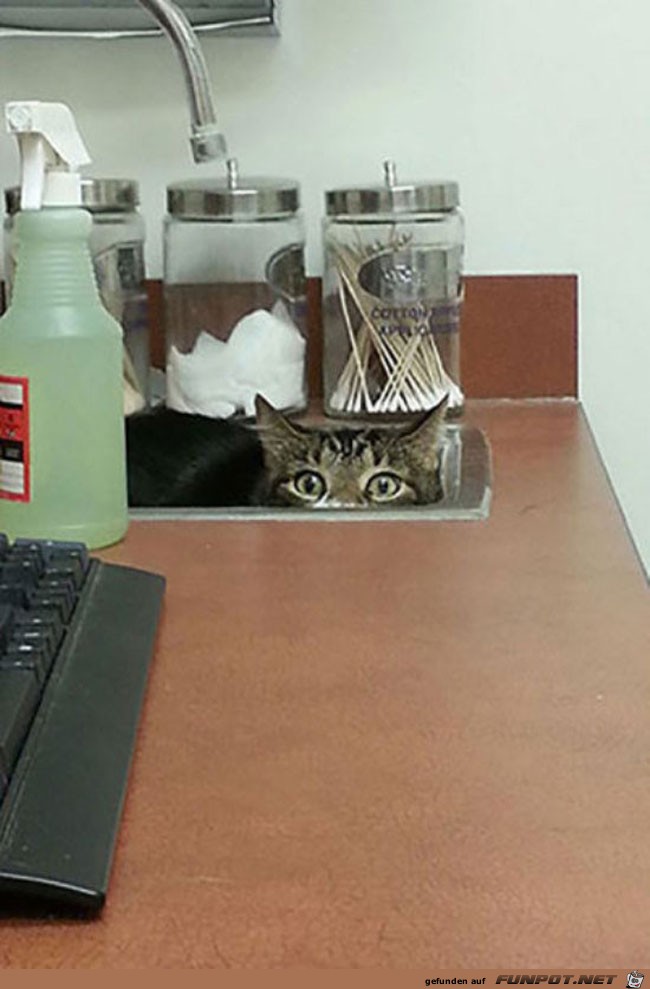 24 funny-scared-animals-vet-inside-sink 24 funny-scared-animals-vet-inside-sink