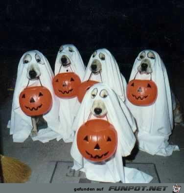 Halloween Halloween