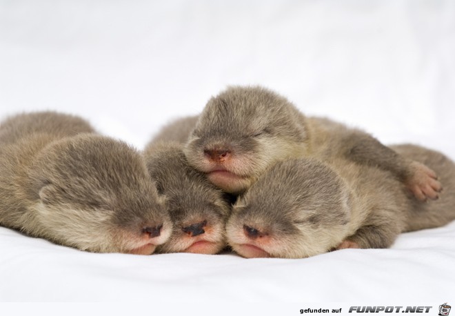 Baby Otter Baby Otter