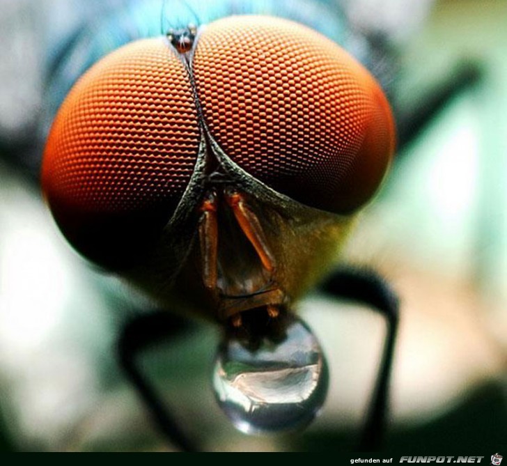 Gigantische Augen-Makro-Aufnahmen!