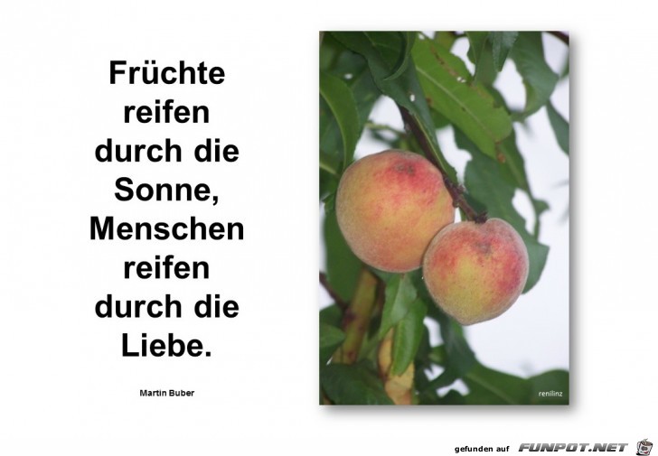 Fruechte reifen