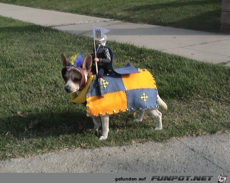 noch mehr Bilder, wie arme Hundchen zu Halloween...