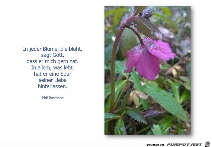 in jeder blume