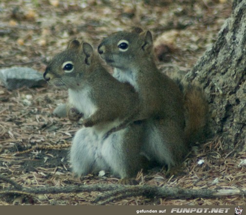 ein paar süße Bilder von Eichhörnchen