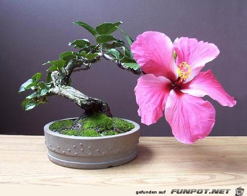 Blhende Bonsai-Bume...