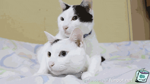 Zwei Katzen